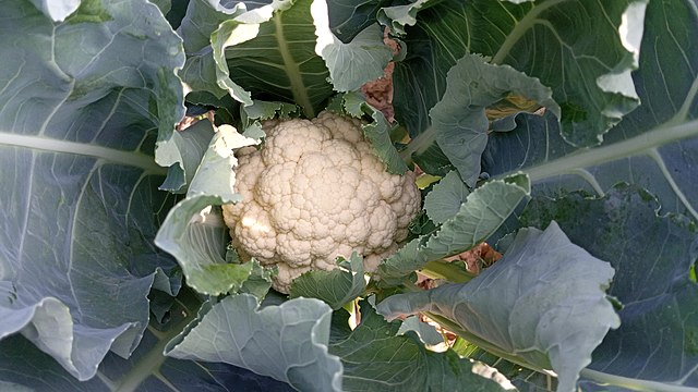 Cauliflower.jpeg