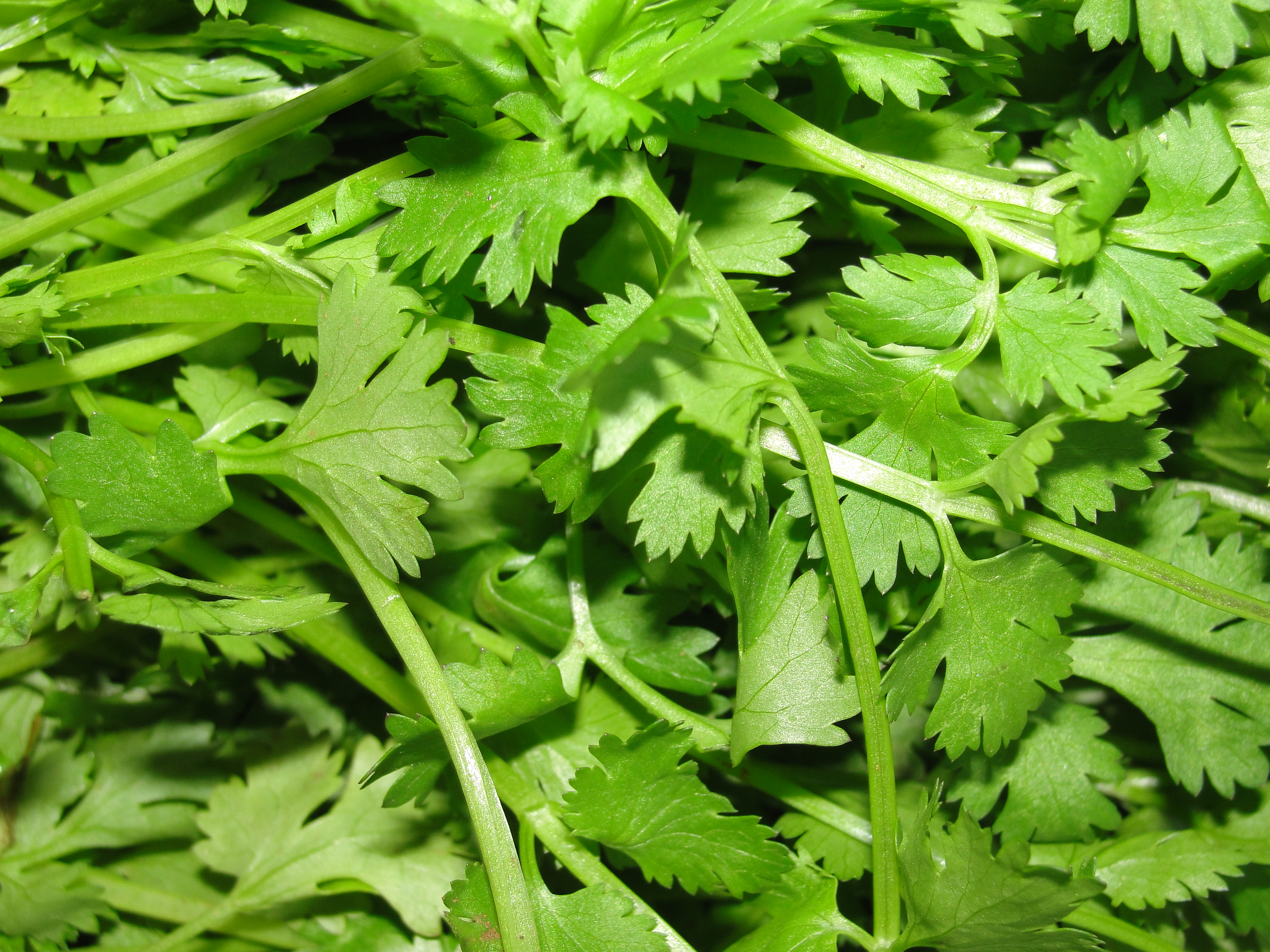 Coriander.jpeg