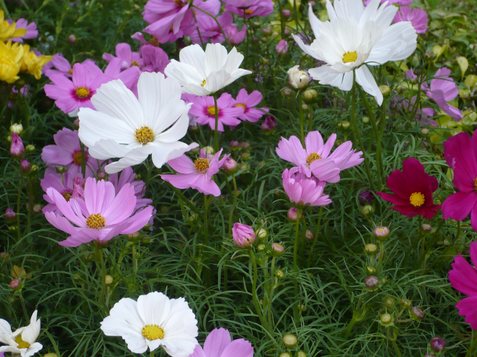 Cosmos Flower