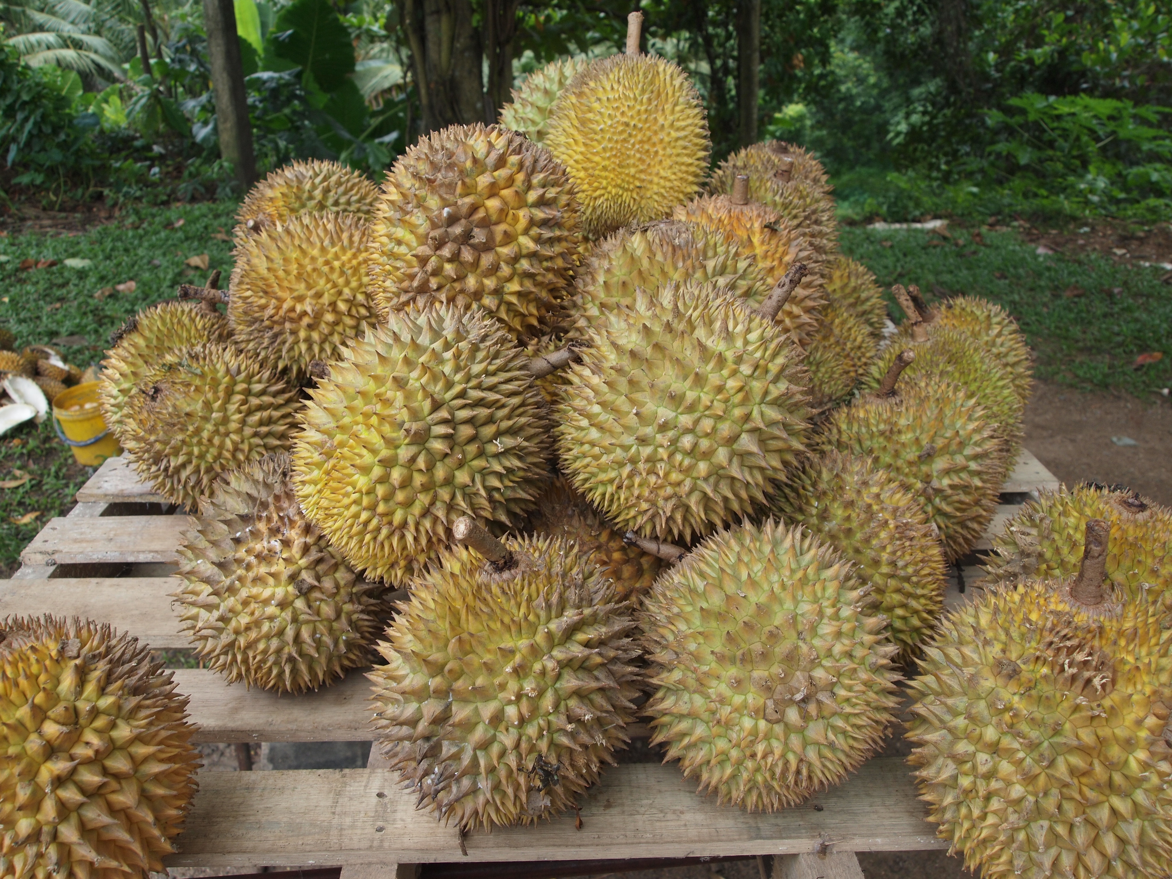 Durian.jpg