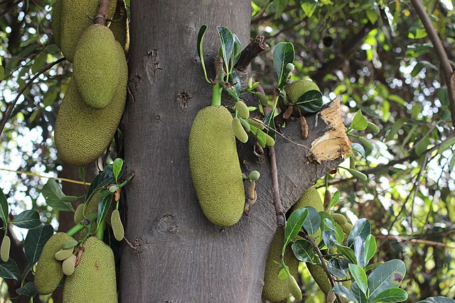 Jackfruit.jpeg