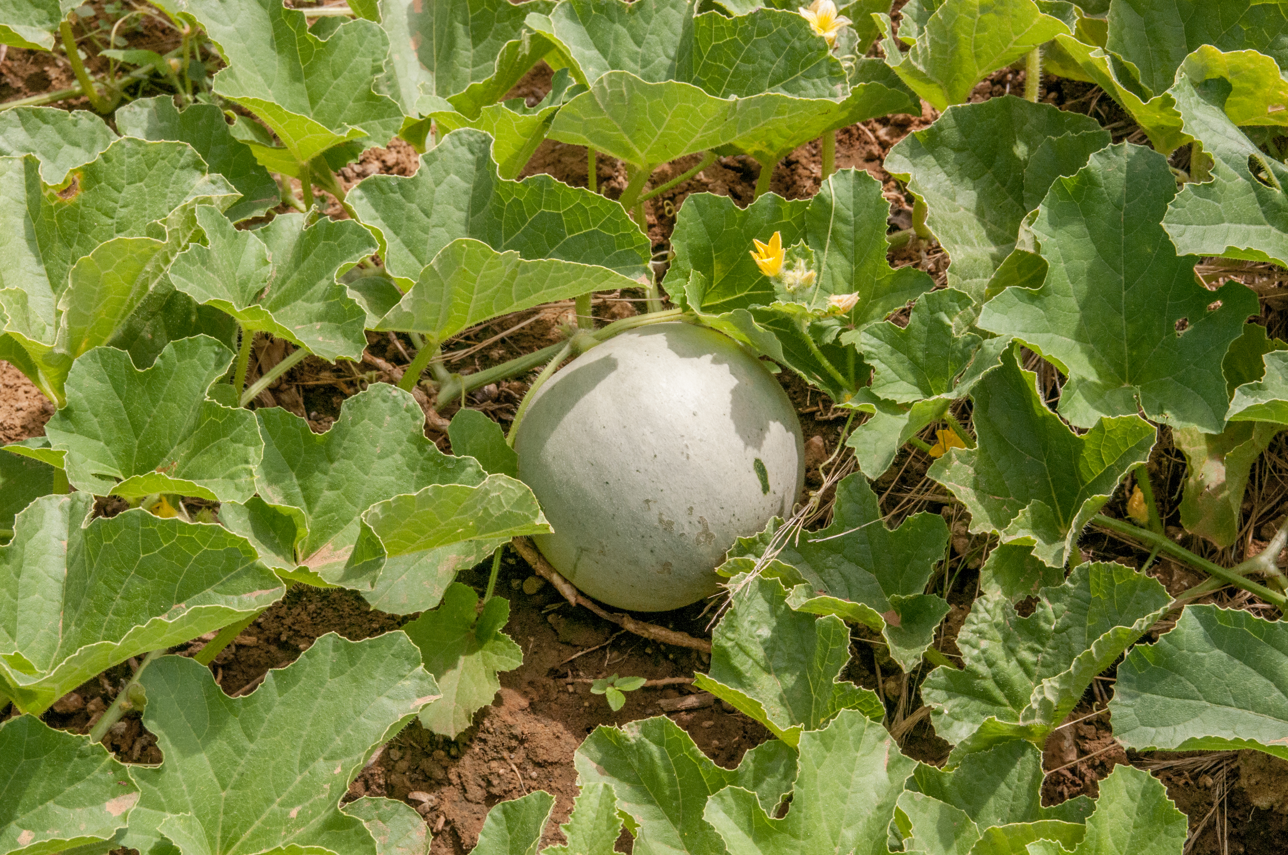 Kekiri_Cooking-Melon.jpeg