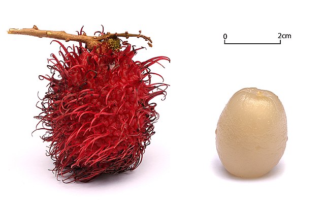 Rambutan.jpeg