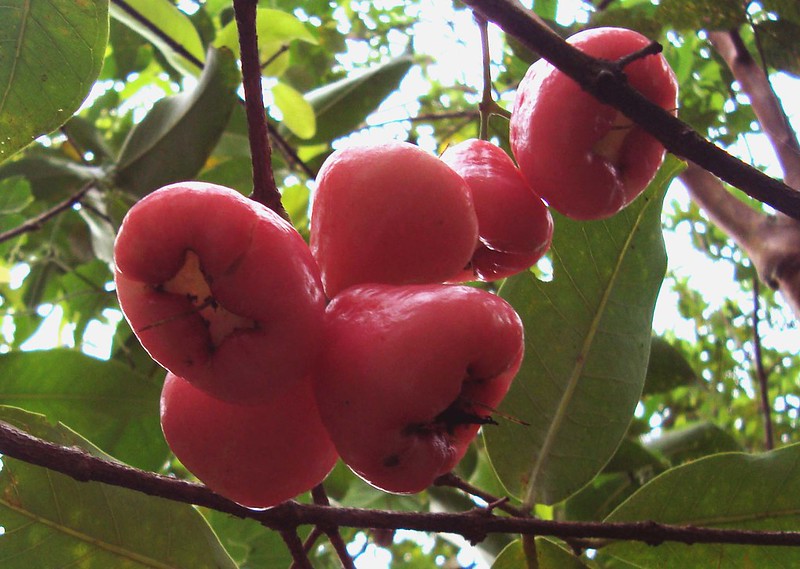 Rose-Apple_Java-Apple_Jambu.jpeg