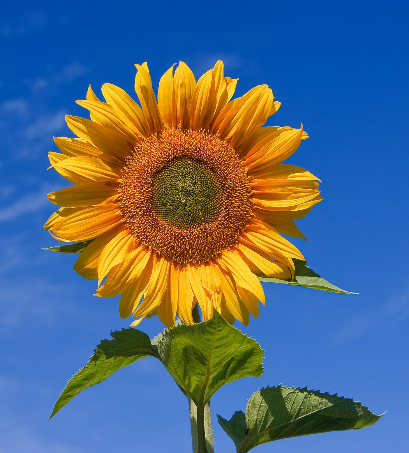 Sunflower.jpg