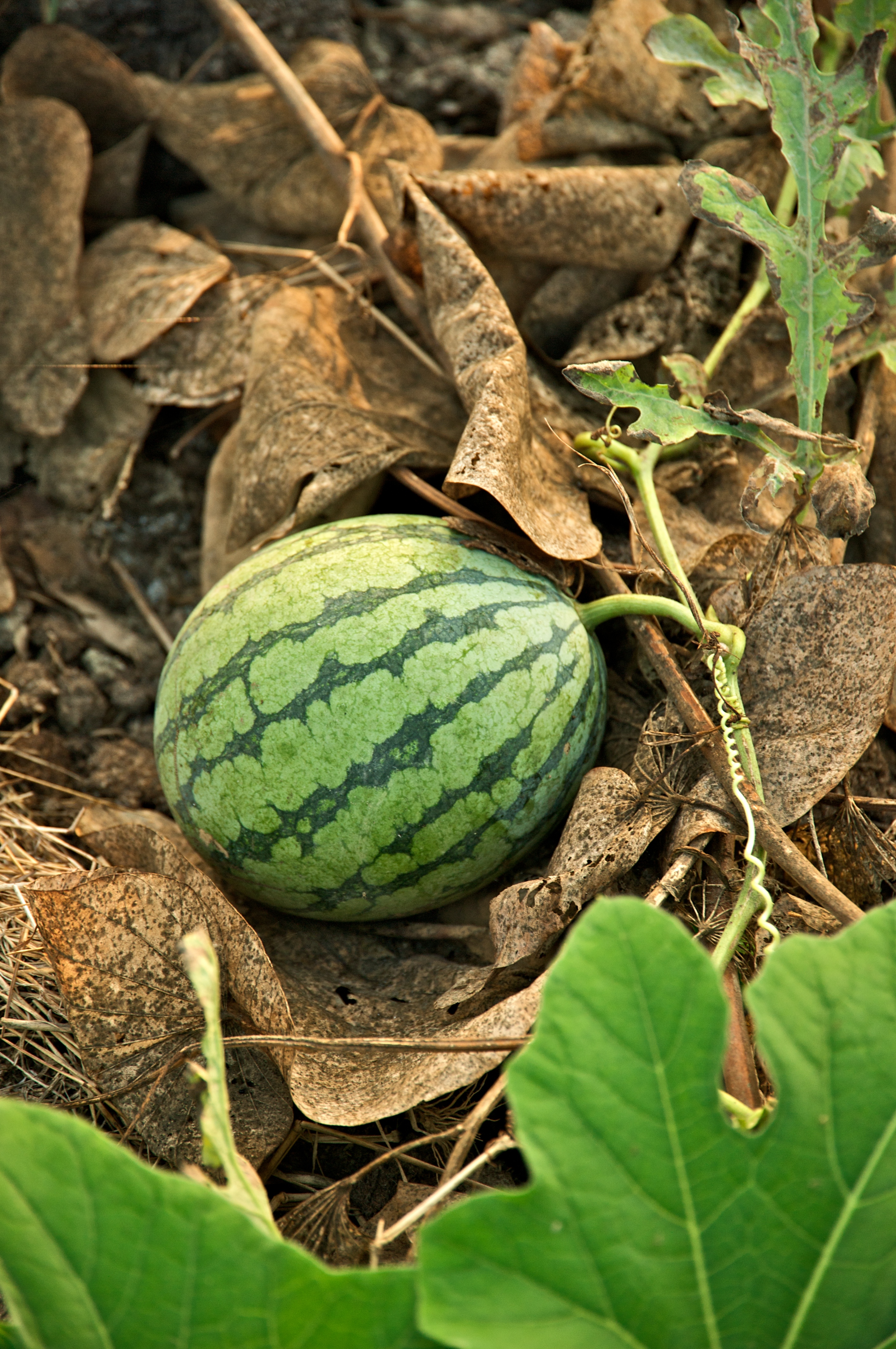 Watermelon.jpg